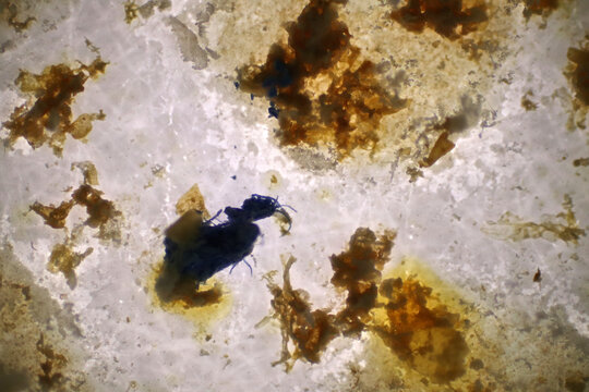 Microplastics inside the soil observed under a 40x microscope macro lens in an environmental health laboratory. This image represents non-recyclable plastic particles contaminating agricultural soil. 
