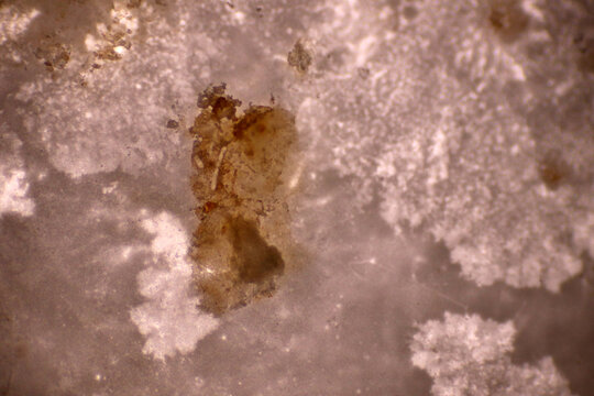 Microplastics inside the soil observed under a 40x microscope macro lens in an environmental health laboratory. This image represents non-recycle plastic particles contaminating agricultural soil