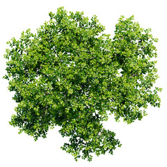 tree top view isolated on white png