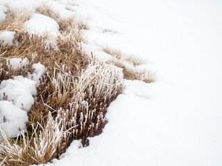 frozen plants on field during winter with copy space