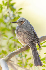 薄明りを浴びるヒヨドリ