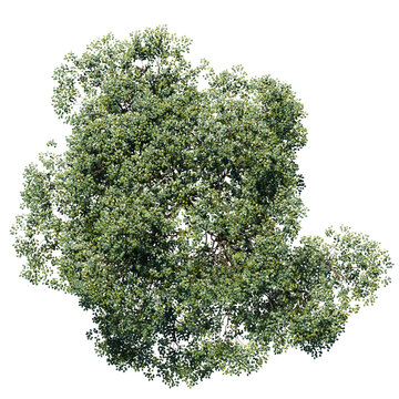 tree top view isolated on white png