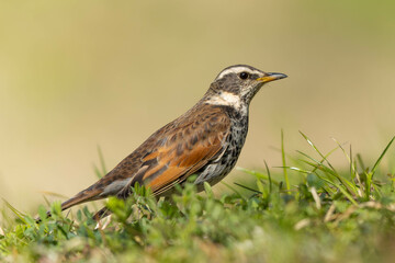 土手をゆっくりと歩くツグミ