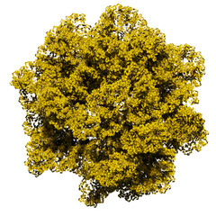 tree top view isolated on white png