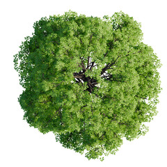 tree top view isolated on white png