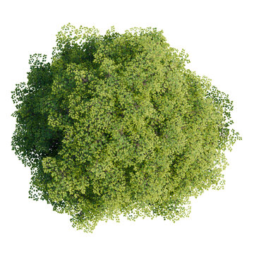 tree top view isolated on white png