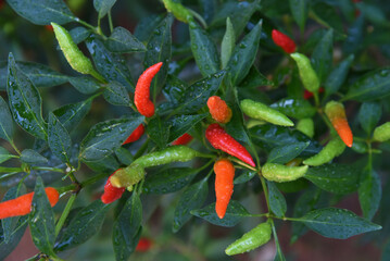 Ripening chili peppers in a garden. Rain drops on shiny surface of red fruit and green leaves, bright contrast on the bush. Cayenne pepper. Fresh organic harvest. Hot and spicy food seasoning.