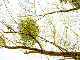 Several bunches of mistletoe on tree branches against a background of tree branches