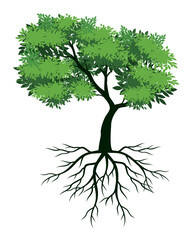 Obraz premium Spring Tree with Leaves and Roots. Vector outline Illustration.