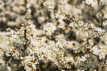 Close-up of the blossoms of a blooming blackthorn bush in spring near Stadecken-Elsheim/Germany