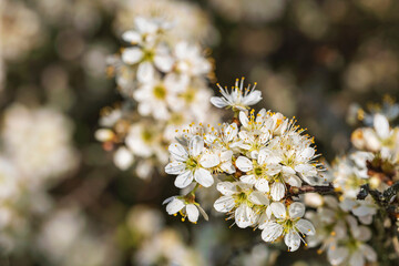 Close-up of the blossoms of a blooming blackthorn bush in spring near Stadecken-Elsheim/Germany