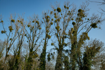 mistletoe in the trees with a blue sky as background