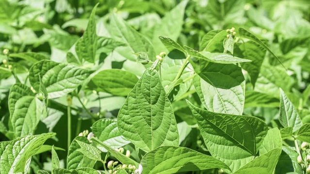 Filmmaterial  von Spinatbl&auml;tter im Sonnenlicht die im Wind wehen im Garten , Deutschland