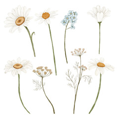 Daisy Flowers. Summer flowers. Spring Flowers. Dry flowers. Flowers for Wedding. Blue Flowers