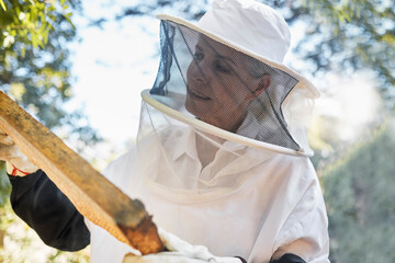 Beekeeping, frame and honeycomb inspection from a beekeeper, sustainable food or natural farming. Nature, sustainability and worker in the process of honey production for agriculture in a countryside