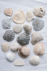 Marine natural multicolored shells collection set top view