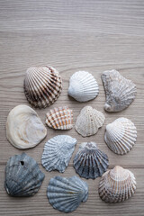 Sea natural shells collection set on wooden background top view