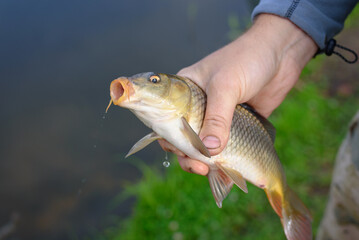 Man holds in his hand beautiful carp caught. Fish close up