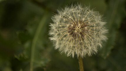 Beautiful nature dandelion