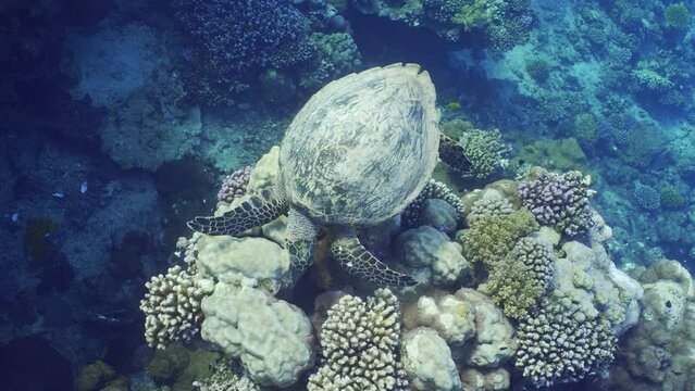 Top view of Sea turtle eating coral in sunrays, slow motion. Close-up of Hawksbill Sea Turtle or Bissa (Eretmochelys imbricata) feeds on hard corals on top of a beautiful tropical reef, Close-up