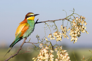 beautiful bird rest on a flowering branch