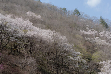 山桜