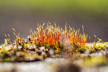 unfocused background image of glowing moss / soft effect of analog lens