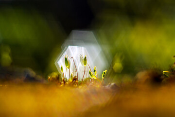 unfocused background image of  glowing moss/ soft effect of analog lens