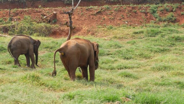 Elephant defecates in an elephant sanctuary