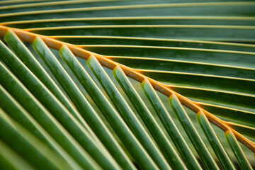 lush green tropical vegetation background