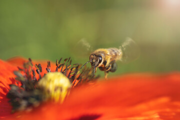 bee flies up to a flower close-up