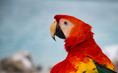 parrot / Macaw Close Up portrait