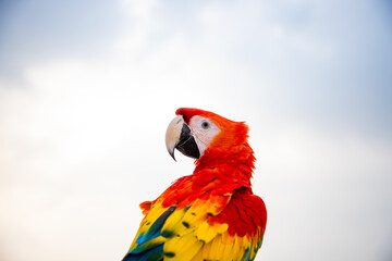 parrot / Macaw Close Up portrait