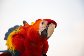 parrot / Macaw Close Up portrait