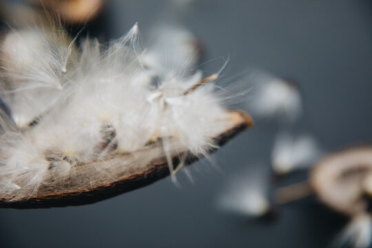 Stephanotis Seed