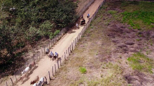 Cowboys (vaqueros) doing a cattle drive on farm in Penonome, Panama; aerial