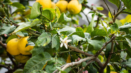 A blossoming branch of lemon