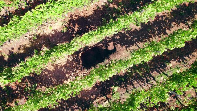 Field Closeup Aerial Drone Tour of Limari Valley's Vineyards and Landscapes Beauty of Chilean Wine Country