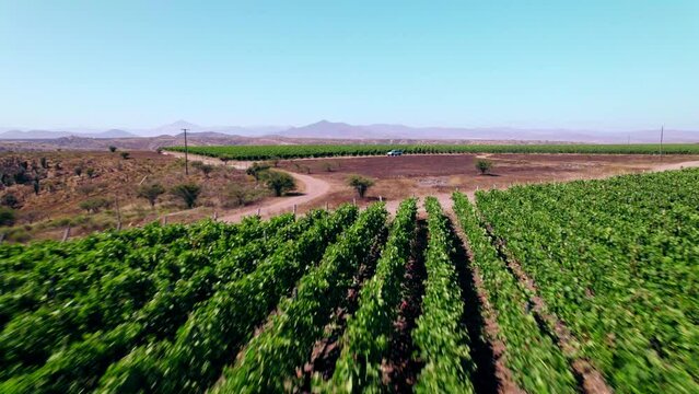 A Stunning Aerial Tour of Chile's Wine Country by Drone, Discover the Terroir of Limari Valley, Grape Fields