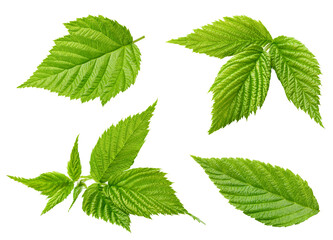 Raspberry leaf. Raspberry leaf isolated on white background. Raspberry leaf macro.