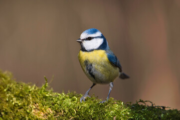 Nahaufnahme einer Blaumeise welche sich auf einem mit Moos bedeckten Ast niedergelassen hat