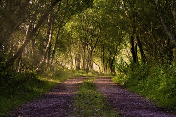 Fototapeta premium Path in the Woods