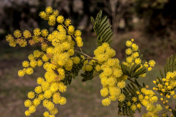 Une branche de mimosa avec un insecte dessus