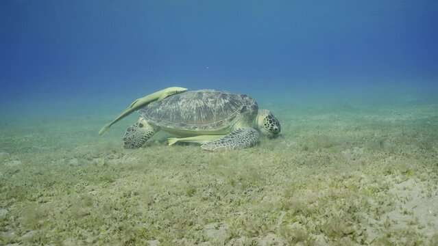 Wide-angle shot of Sea turtle grazing on the seaseabed, slow motion. Great Green Sea Turtle (Chelonia mydas) with two sharksucker fish on shell eating green algae on seagrass meadow