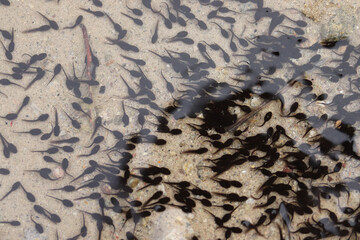 swarm of swimming tadpoles in a lake in summer