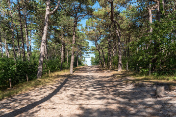 Pinienwald im Naturschutzgebiet Schoorlser Dünen bei Schoorl. Provinz Nordholland in den Niederlanden