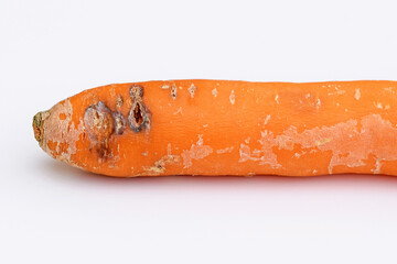 Carrot with spots or lesions, damaged carrot root. Plant pathology, disease 