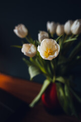 Focusing on a single white tulip