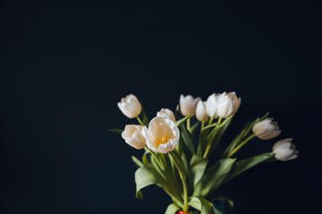 Isolated white tulips on a dark backdrop