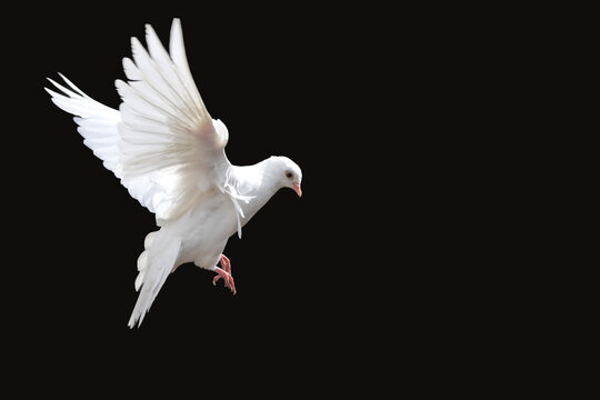 white dove spreading its wings flies, isolated on black